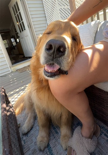 Golden Retriever Comes Home Every Morning and Tells Me About His Walk