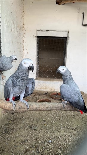 African Grey Parrot #greyparrot | Birds Community