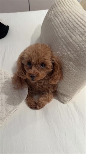 is this anyone else’s dog or just mine? #toypoodle #dogsoftiktok #dogbath