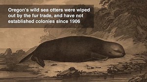 24K views · 1.3K reactions | Know your Oregon otters credit: Oregon Zoo | Otter | Facebook