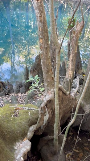2K views · 36 reactions | Azure adventures in the swamp  #florida #springs #swamp #explore #paddleboarding #adventure | Gilmore Pictures | Facebook