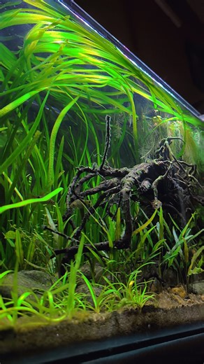 Shuvam Sadhukhan on Instagram: "Beauty of native fish tank 😌 #trending #instagood #aquascape #aquariumhobby . . . . . . . . . . . . ( Fishtank Aquarium Aquascape Hardscape Hobby Peace Nature )"