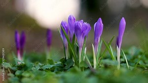 Crocus vernus or spring crocus, giant crocus, purple flower variety, a species in Family Iridaceae, native in Europe, early spring flower, ornamental plants in Iridaceae family