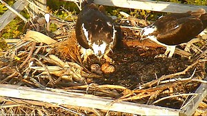 Two Out Of Three Osprey Chicks Hatch On Friends Of Island Beach  Osprey Cam