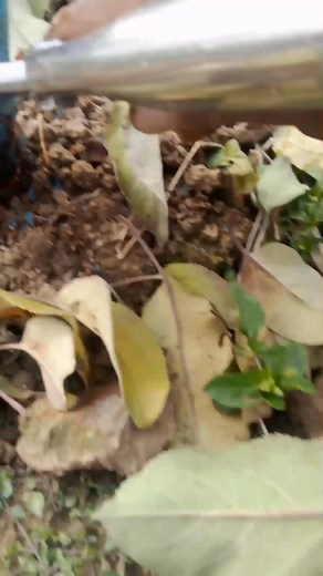 Stem borer in m9 plantation #insect chilo partellus And xylosandrus germanus | Rather Orchards