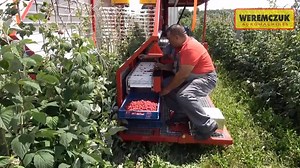 Ще один приклад сучасного комбайна для збору врожаю малини до вашої...