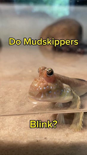 Mudskippers can blink! #mudskipper #aquarium #fish | Mudskipper