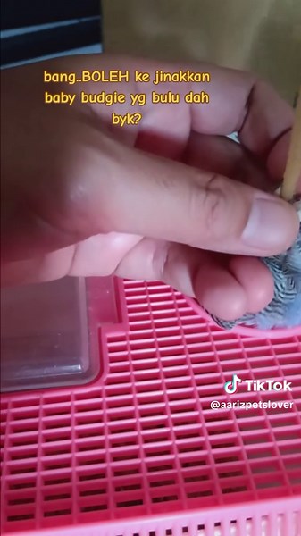 #freefly #handfeed #tamebudgie #budgies