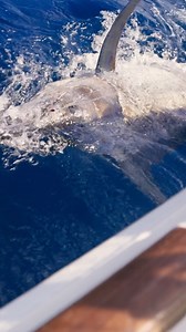 A Blue Marlins first run is mind boggling. They can rip out several hundred yards at Mach five speed. They have this top gear that they go into, And then Blue marlin, on leader, you know, acts completely different, closer to the boat than a black marlin. Black marlin once you hook it. And, of course, I’m talking about when you hook a black marlin on the lure, because they all behave differently, whether you hook on the lure or on bait. Black marlin seems to be a lot more of a gymnast. You see a 