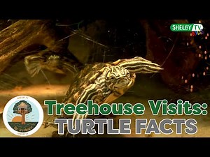 Learn About Box Turtles | Box Turtle Facts | Educational Video For Kids & Toddlers