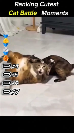Ranking Cats!!! (The last one is so funny) 😹🔥