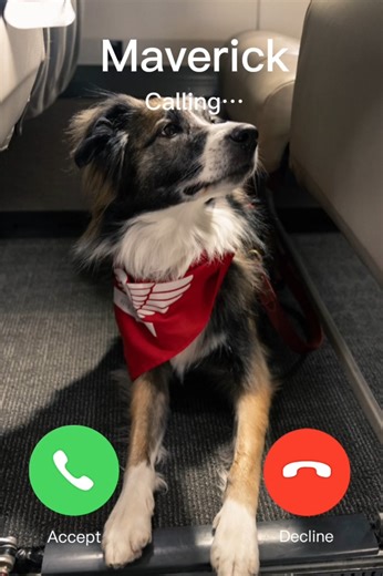 23K views · 182 reactions | Get ready for your dog to graduate from barking for car rides, to calling for JSX flights.  | JSX | Facebook