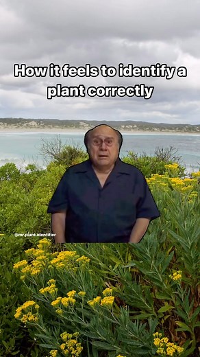 Giulio De Rensis on Instagram: "Learn about plant identification, land management and Australian plants on my page and website database.  #meme #plants #botany #learn"