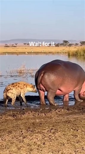 Funny Encounter Between Hippo and Hyena