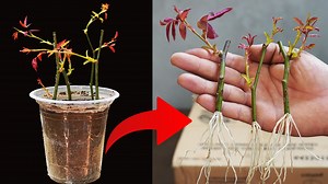 How I Grow Roses Easily from Cuttings This is my go-to method for rooting rose cuttings. It’s simple, reliable, and gets crazy good results. Try it yourself and watch those new blooms take off. #gardeningtips #rosegardening #plantpropagation #homegarden #growwithme #backyardprojects #diygardening | H&H Garden Media