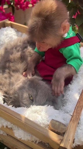 Bon Monkey Enjoys Grooming Cats