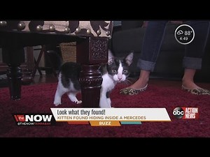 Kitten found hiding inside a Mercedes