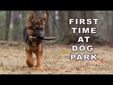 German Shepherd Puppy First Time at Dog Park