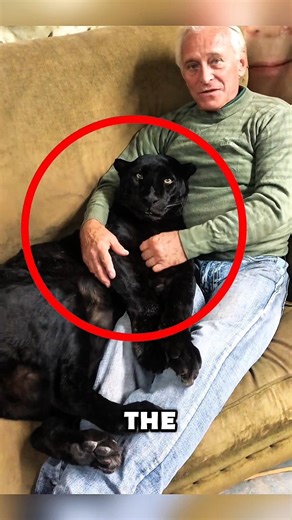 They Raised a Baby Black Panther Like Family #animals #love #shorts