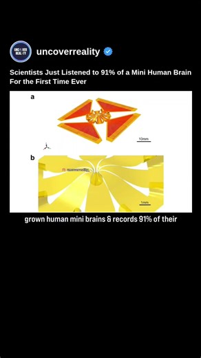 Breakthrough: Scientists Just Listened to 91% of Mini Human Brain For First Time Ever #tech #shorts