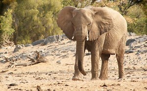 Desert elephant - Alchetron, The Free Social Encyclopedia