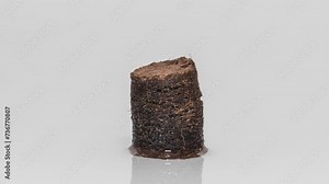 Coco Peat Pellet Growing, Soaked In Water On Wet Surface. timelapse