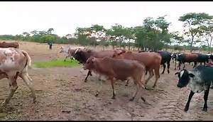 29K views · 1K reactions | Remote farming - almost 7 months since I...