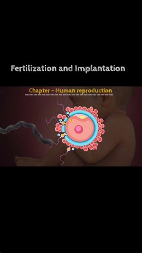 Fertilization and implantation quick revision | human reproduction| #neet2026 #biology #class12