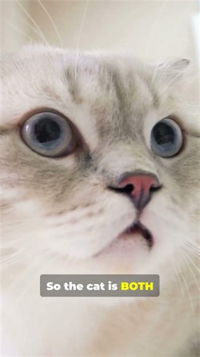Immortal Quantum/Schrodinger Cat (Seriously) #physics #quantum #twostates