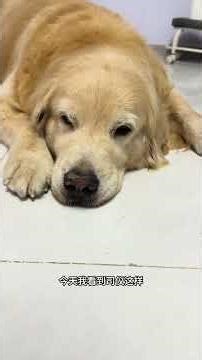 他笑的那一刻 我也跟着笑了 短短十多年 你开心比什么都重要呢#抖音萌宠嘉年华 #万物可爱计划 #养一只小狗的真实感受 #猫咪和狗狗