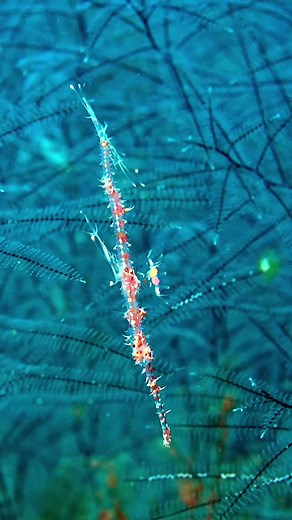 Baby ghost 👻Another marvel of nature, a juvenile Ornate Ghost Pipefish. This individual was no larger than 5cm from head to toe, found hiding amongst a small coral formation at 20m depth.And if you look veeeeery closely, you can actually see the pipefish’s heart beating several times (look just behind its eye in the second clip), pumping blood in the direction of the head 🫀Ghost pipefish are often found with their head facing down in this way, which primarily serves as camouflage to avoid pred