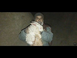 I Tried FASTEST Rabbit Hunting Methods and Found a Shocking Secret