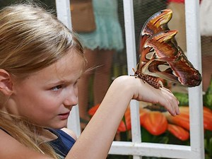 Caterpillars to butterflies: Witness nature’s wonder at Dubai Butterfly Garden