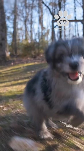 Cuteness overload 😍 Tag someone who needs a Doodle in their life. Why Choose Crockett Doodles? 🐶 You will get an outstanding, healthy puppy 🏡 Family-raised puppies (good with kids). 🛡️ 12 year health guarantee. 🚚 Zero effort with nationwide delivery. Safely hand-delivered to your door (no cargo or freight - high welfare standards using our own couriers who take care of the puppy on the journey). 🔄 Flexible waitlist. Some puppies are ready for a home right now 🚫 No puppy farming or puppy m