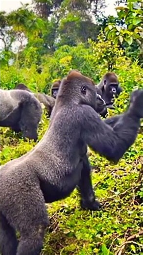 “The Untold Power of a Gorilla – Nature’s True Giant”✨🦍#naturebeauty #wildlife