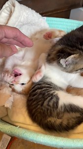 1M views · 118K reactions | Life is just a series of obstacles preventing you from watching kitten videos. | foster_kittens | Facebook