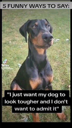 DO NOT crop Doberman ears; they are floppy when left UNCROPPED and NATURAL. #doberman