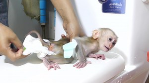 52K views · 1K reactions | Oh Very Dirty!! Cute Baby Ily Full Diaper Mom Cleaning Diaper With Soap For Her | Monkey Pets | Facebook