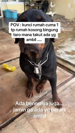 Rottweiler Joey: Anjing Lucu yang Penjaga Rumah