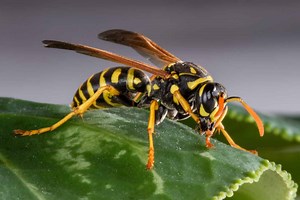 Types of Wasps Found in Pennsylvania, Ranked By Most Painful Sting