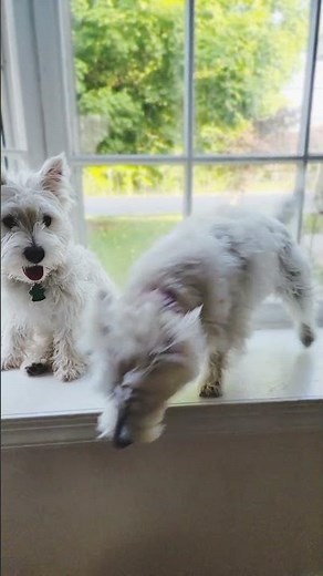 Breed of the Week: West Highland White Terrier
