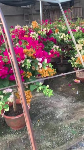 因歌好听，所以配了一盆🌸