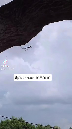 #outdoorhack #spider I’ve been doing this for years! Everyone knows for certain areas of your house that spiders like to go to. Ours is white areas!!