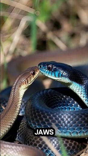 The 9 Foot Snake That Eats Rattlesnakes! 🐍🔥 #animalfacts