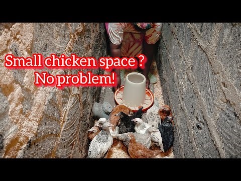 How to start and raise backyard chicken step by step beginners guide