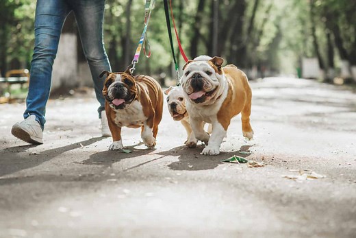 41 Clever and Amazing Bulldog Names