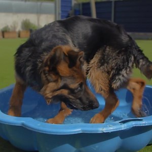 587K views · 2.2K reactions | We loved seeing Duke's growth in tonight's episode of POGDOGS!  It's so important to give your growing dog adequate mental and physical stimulation. Training is a great way to do this - check out our advice on creating a training environment for your pet  https://bit.ly/3lHN7va | Battersea | Facebook