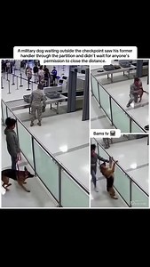 A military dog waiting outside the checkpoint saw his former handler through the partition and didn't wait for anyone's permission to close the distance.#servicedog #k9 #handler #military