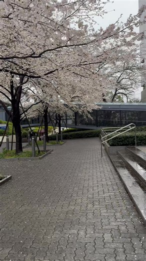 Even though it is cold and rainy, the cherry blossoms add great beauty to the day - Tokorozawa, Saitama | Tokyo pearl