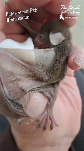 Baby bat with drooping ears nursing on sweet baby formula. #bat #baby #puppy #eating